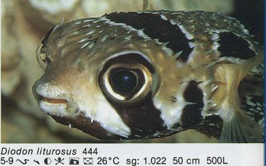 Diodon liturorus